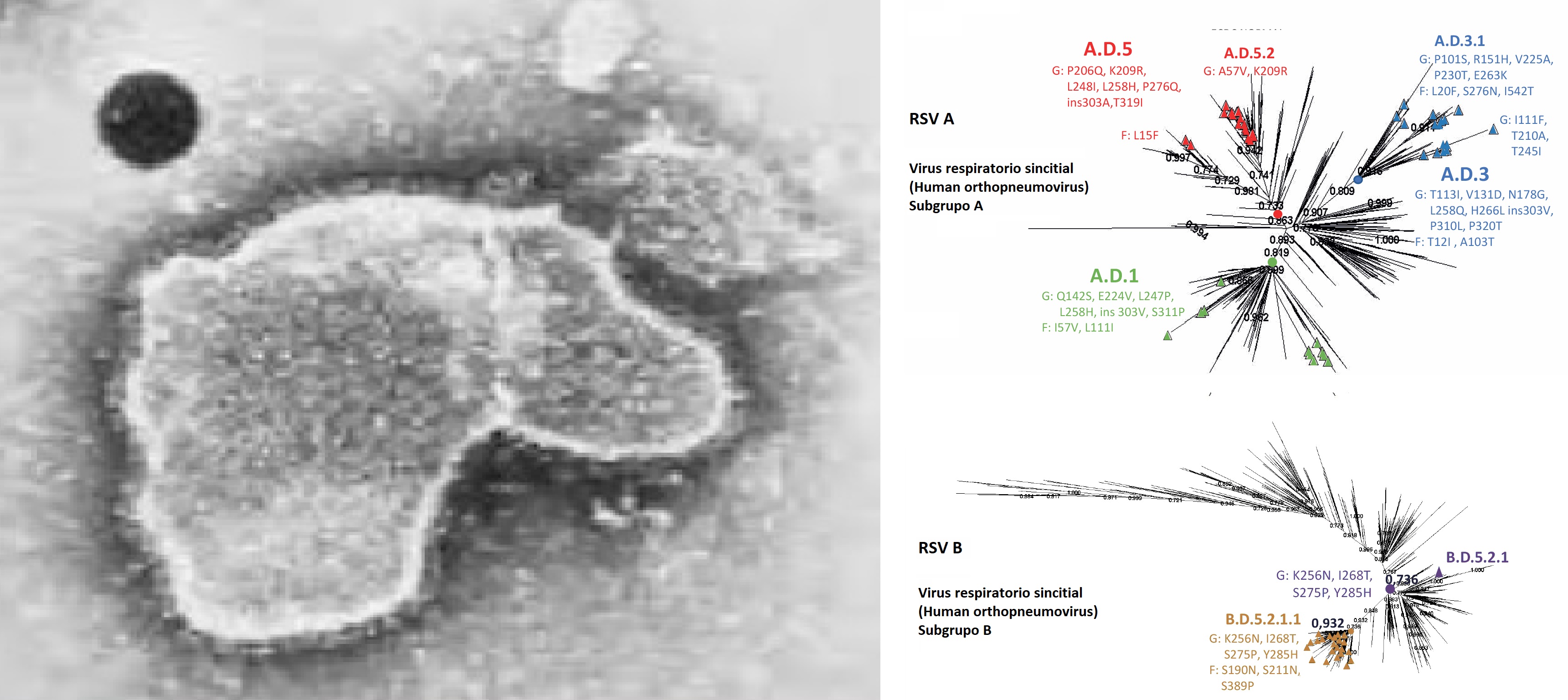 A la izquierda, imagen obtenida por microscopía del viris respiratorio sincitial (VRS). A la derecha, árbol filogenético de las secuencias G y F del VRS publicadas por el equipo del ISCIII en GISAID en diciembre de 2023